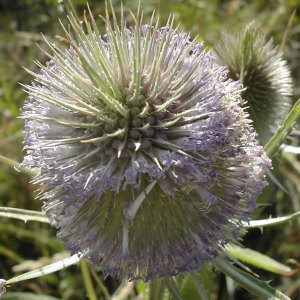 Photographie n°45830 du taxon Dipsacus fullonum L. [1753]