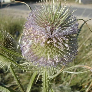 Photographie n°45831 du taxon Dipsacus fullonum L. [1753]