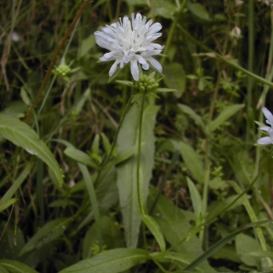 Photographie n°45836 du taxon Succisa pratensis Moench [1794]