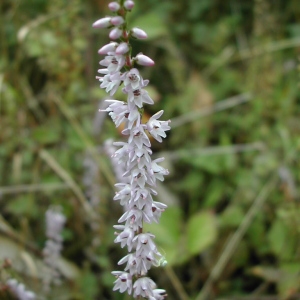 Photographie n°45839 du taxon Calluna vulgaris (L.) Hull