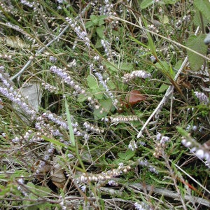 Photographie n°45840 du taxon Calluna vulgaris (L.) Hull