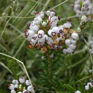 Photographie n°45844 du taxon Erica vagans L. [1770]