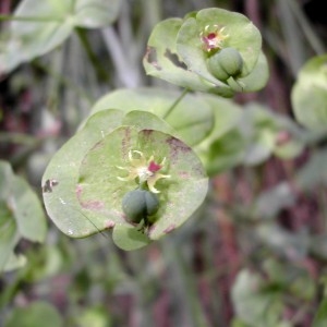 Photographie n°45845 du taxon Euphorbia amygdaloides L. [1753]