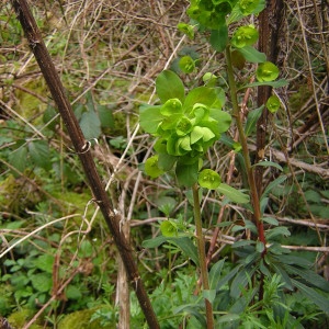 Photographie n°45846 du taxon Euphorbia amygdaloides L. [1753]