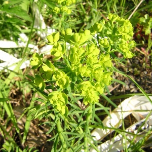 Photographie n°45848 du taxon Euphorbia cyparissias L. [1753]