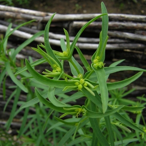 Photographie n°45857 du taxon Euphorbia exigua L. [1753]