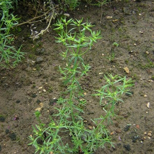 Photographie n°45859 du taxon Euphorbia exigua L. [1753]