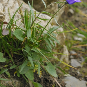 Photographie n°45866 du taxon Campanula scheuchzeri Vill. [1779]