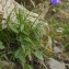  Pierre CONSTANT - Campanula scheuchzeri Vill. [1779]