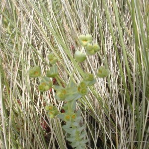 Photographie n°45874 du taxon Euphorbia paralias L. [1753]