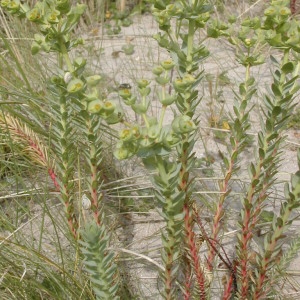 Photographie n°45875 du taxon Euphorbia paralias L. [1753]