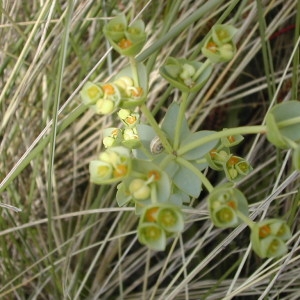 Photographie n°45876 du taxon Euphorbia paralias L. [1753]