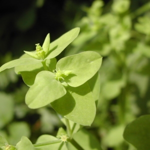 Photographie n°45878 du taxon Euphorbia peplus L.