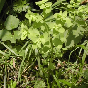 Photographie n°45879 du taxon Euphorbia peplus L.