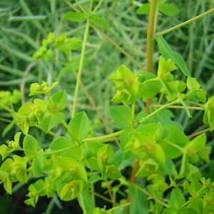 Photographie n°45881 du taxon Euphorbia platyphyllos L. [1753]