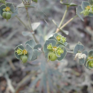 Photographie n°45884 du taxon Euphorbia portlandica L. [1753]