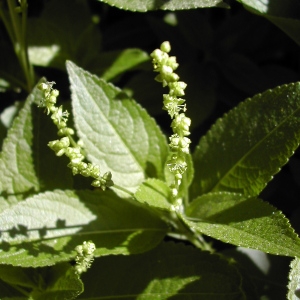 Photographie n°45889 du taxon Mercurialis perennis L. [1753]