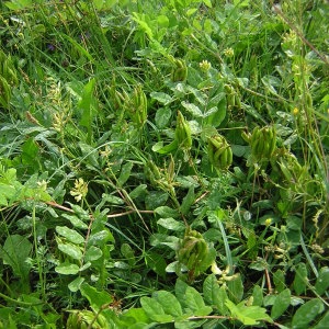 Photographie n°45898 du taxon Astragalus glycyphyllos L. [1753]