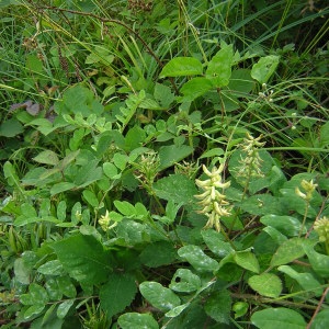 Photographie n°45899 du taxon Astragalus glycyphyllos L. [1753]