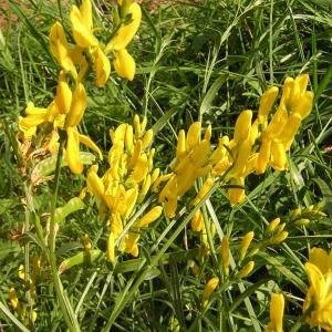 Photographie n°45907 du taxon Genista tinctoria L. [1753]