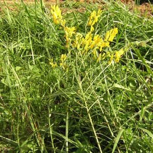 Photographie n°45908 du taxon Genista tinctoria L. [1753]