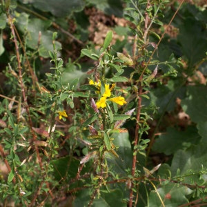 Photographie n°45909 du taxon Genista pilosa L. [1753]