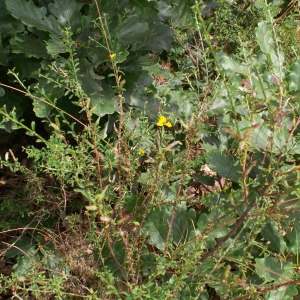 Photographie n°45910 du taxon Genista pilosa L. [1753]