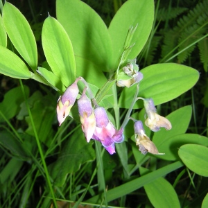 Photographie n°45916 du taxon Lathyrus linifolius (Reichard) Bässler [1971]