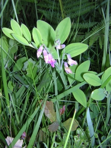 Augustin Roche, le 26 mai 2004 (Grézillé)