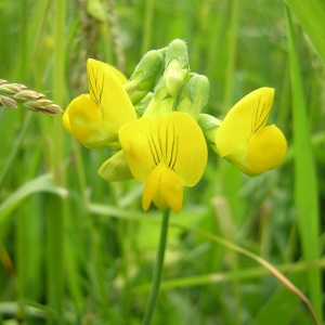 Photographie n°45918 du taxon Lathyrus pratensis L. [1753]