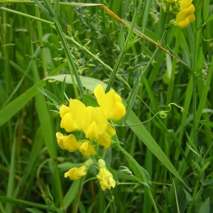 Photographie n°45920 du taxon Lathyrus pratensis L. [1753]