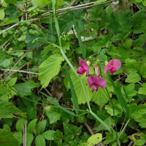 Photographie n°45922 du taxon Lathyrus sylvestris L. [1753]