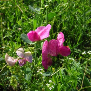 Photographie n°45925 du taxon Lathyrus tuberosus L. [1753]