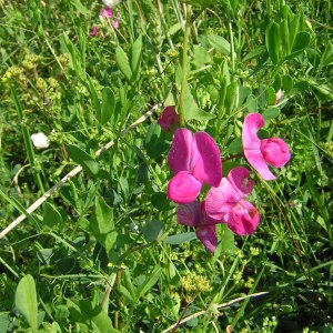 Photographie n°45926 du taxon Lathyrus tuberosus L. [1753]