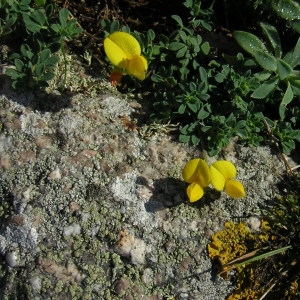 Photographie n°45933 du taxon Lotus corniculatus L. [1753]