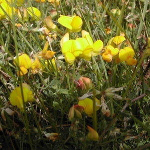 Photographie n°45934 du taxon Lotus corniculatus L. [1753]