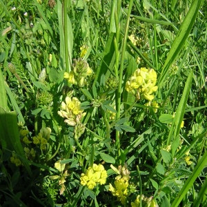 Photographie n°45939 du taxon Medicago sativa subsp. falcata (L.) Arcang. [1882]