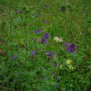 Photographie n°45942 du taxon Medicago sativa L. [1753]