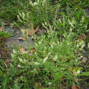 Photographie n°45946 du taxon Melilotus albus Medik. [1787]