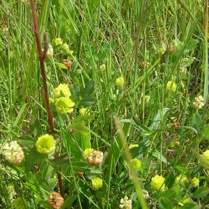 Photographie n°45958 du taxon Trifolium campestre Schreb. [1804]