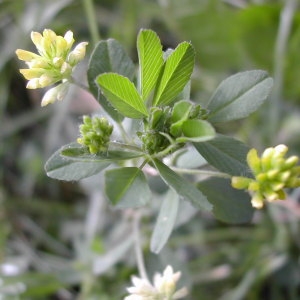 Photographie n°45959 du taxon Trifolium dubium Sibth. [1794]