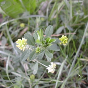 Photographie n°45960 du taxon Trifolium dubium Sibth. [1794]