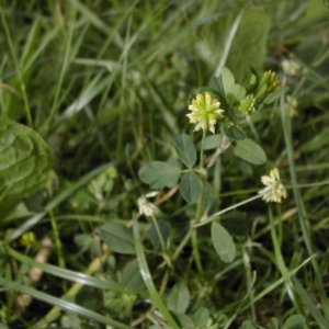 Photographie n°45961 du taxon Trifolium dubium Sibth. [1794]