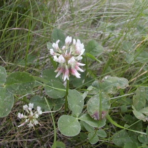 Photographie n°45965 du taxon Trifolium repens L. [1753]