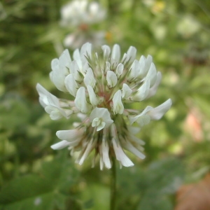 Photographie n°45966 du taxon Trifolium repens L. [1753]