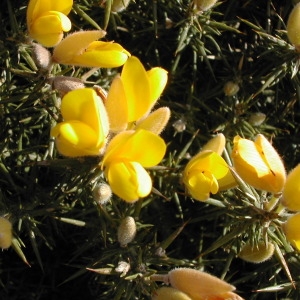 Photographie n°45971 du taxon Ulex europaeus L. [1753]