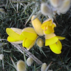 Photographie n°45973 du taxon Ulex europaeus L. [1753]