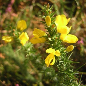 Photographie n°45976 du taxon Ulex minor Roth [1797]