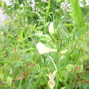 Photographie n°45983 du taxon Vicia lutea L. [1753]