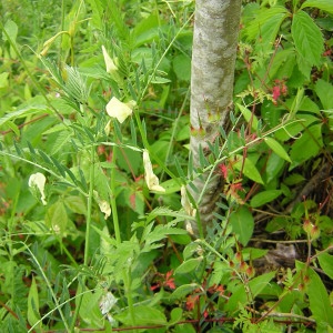 Photographie n°45984 du taxon Vicia lutea L. [1753]